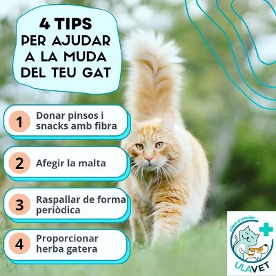 Photo by ULAVET Clínica Veterinària in San Pere de Ribes.