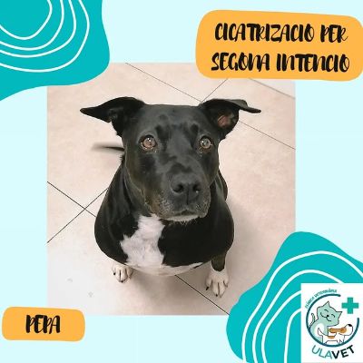 Photo by ULAVET Clínica Veterinària on May 21, 2025. May be an image of mastiff, collie, chihuahua and text.