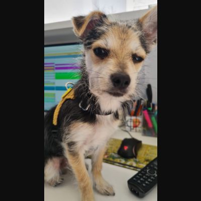 En Bogotà s'ha fet gran i tenia les hormones revolucionades!! 🤪

Així que fa poc va passar per quiròfan per realitzar-li la castració i així ens ho explica!! ✂️🍒

Si el vostre pelut està en edat d'esterilitzar i teniu preguntes sobre si fer-ho o no, contacteu amb nosaltres i us recomanarem la millor opció!! ⁉️👩‍⚕️

☎️ Tlf 931 74 10 35
📲 WhatsApp 611 092 251

🐾🐾🐾🐾🐾🐾🐾🐾🐾🐾🐾🐾🐾🐾🐾🐾🐾🐾

Bogotá se ha hecho mayor y tenía las hormonas revolucionadas!! 🤪

¡Así que hace poco pasó por quirófano para realizarle la castración y así nos lo explica!! ✂️🍒

¡Si vuestro peludo está en edad de esterilizar y tenéis preguntas sobre si hacerlo o no, contactad con nosotras y os recomendaremos la mejor opción!! 👩‍⚕️⁉️

☎️ Tlf 931 74 10 35
📲 WhatsApp 611 092 251