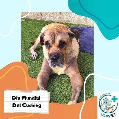 Photo by ULAVET Clínica Veterinària in San Pere de Ribes. May be an image of mastiff, collie, chihuahua and text that says 'Dia Mundial Del el Cushing @ResT ClacA VETERIMARIA ULAVET'.