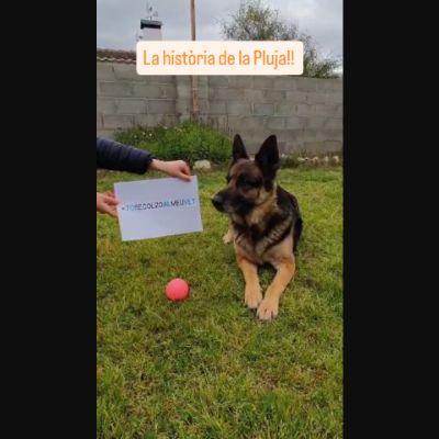 La Pluja 🐶, al igual que molts peluts amb malalties cròniques, ja està patint les conseqüències de l'entrada en vigor de la nova llei. ❌⚖️

La seva família ha fet aquest reel com a reivindicació dels drets de la Pluja 💪 i la repercussió econòmica que això suposa! 😤

Hem de lluitar junts pels que no tenen veu! 📣💪🐶🐱

🐾🐾🐾🐾🐾🐾🐾🐾🐾🐾🐾🐾🐾🐾🐾🐾🐾🐾

Pluja 🐶, al igual que muchos pelufos con enfermedades crónicas, está sufriendo las consecuencias de la entrada en vigor de la nueva lei. ❌⚖️

Su familia ha hecho este reel como reivindicación de los derechos de Pluja 💪 y la repercusión económica que eso supone! 😤

Tenemos que luchar juntos por los que no tienen voz!! 📣💪🐶🐱

#ulavetclinicaveterinaria #veterinaria #lleidebenestaranimal #leydebienestaranimal #noalrd666 #mareablava #veterinariosenlucha #veterinariaenlluita #veterinariajusta